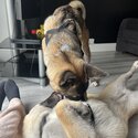 2 Japanese Akitas Available -0