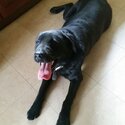 Black Labrador free-0