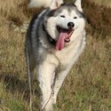 Male Siberian Husky looking for new secure home-3