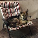 German Shepherd for Sale -0