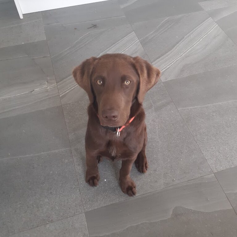 Chocolate Lab cross pointer