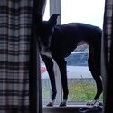 Female Black and White Whippet -4