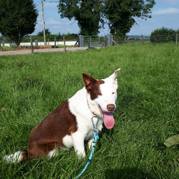 Lovely purebred Border Collie dog 