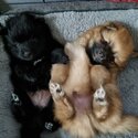 Cute Pomeranian Puppies-0