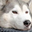 Male Siberian Husky looking for new secure home-0