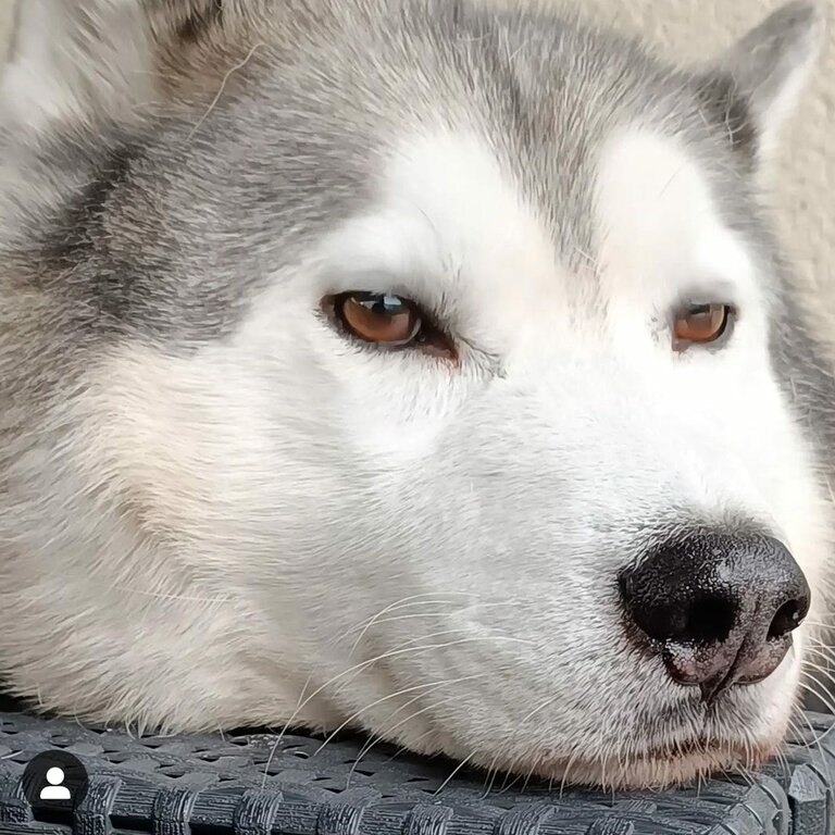 Male Siberian Husky looking for new secure home