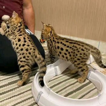 serval,caracal,savannah kitten 