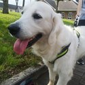 Beautiful Cream Golden Retriever for adoption. Will only go to a loving home.-2