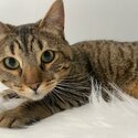 Female Tabby cat for a good home-1