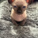 Sphynx kittens-3