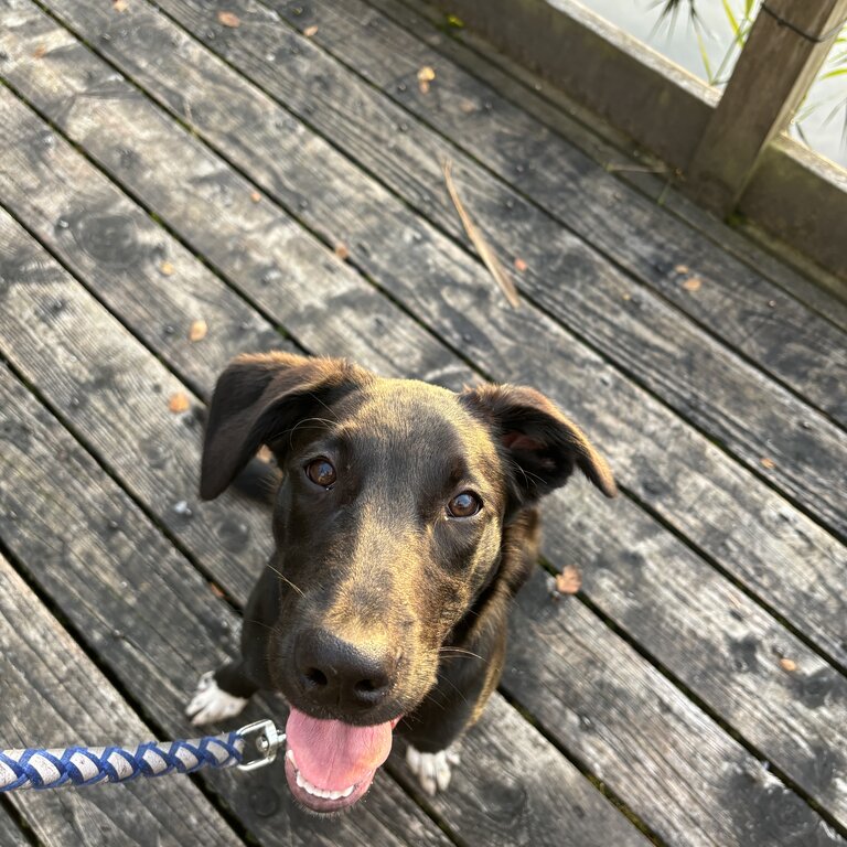 Labrador mix sheepdog male