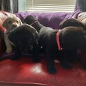 Labrador puppies ikc registered -0