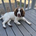 Springer Spaniel -1