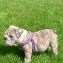 British Bulldog merl Female puppy for sale -1