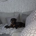 Smooth Haired Minature Dachshund -0