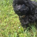 Maltipoo puppy for sale-1