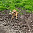 2 female golden retrievers for sale-4