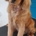 1 year old Cockapoo -1