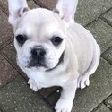 French Bulldog Puppies-3