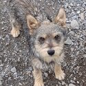 Miniature Schnauzer Cross needs forever home-2