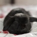 Mini lop-1