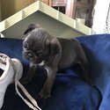 Female pug puppy -4