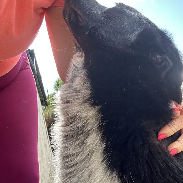 Border Collie Smooth haired 