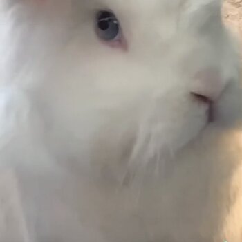 White dwarf rabbit