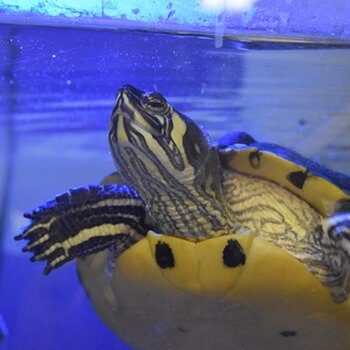 Yellow bellied slider turtle & freshwater terrapin 