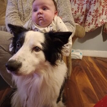 Loving border collie 