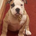 Free adoption rehoming old English bulldog -4