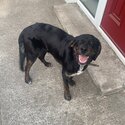 9 month old Male Labrador Cross pup FREE to a good home!!-3