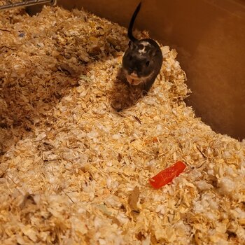 Two male gerbils for adotpion