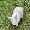 Rabbit for sale-4