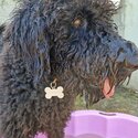 Labradoodle for sale -3