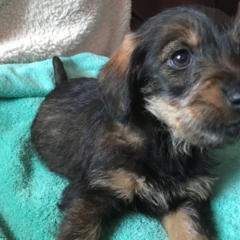 Wire haired dachshund x