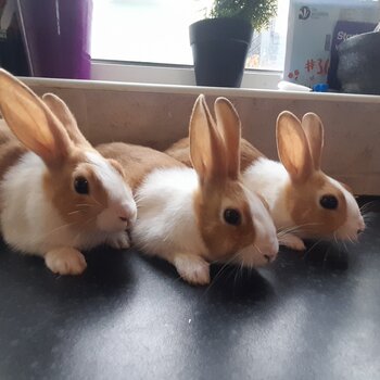 Pure bred Dutch Rabbits