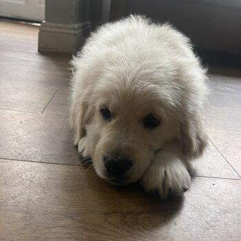 Female Golden Retriever 