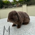 Mini lops -1