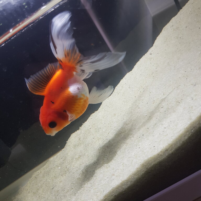 Selling a Goldfish