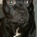 Black Staffordshire Bull Terrier -3