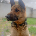 Female German Shepard -1