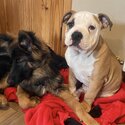 Free adoption rehoming old English bulldog -1