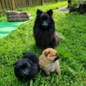 Cute Pomeranian Puppies-1