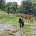 Beautiful Full Black German Shepherd Dog 14 months-1