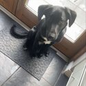 8 month old Labrador -2