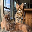 serval,caracal,savannah kitten -1