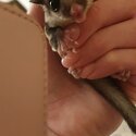 Sugar Glider -0