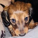 Longhaired dachshunds -5