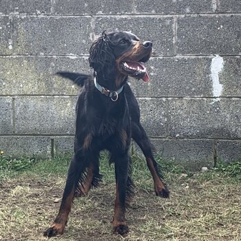 Gordon setter for rehoming